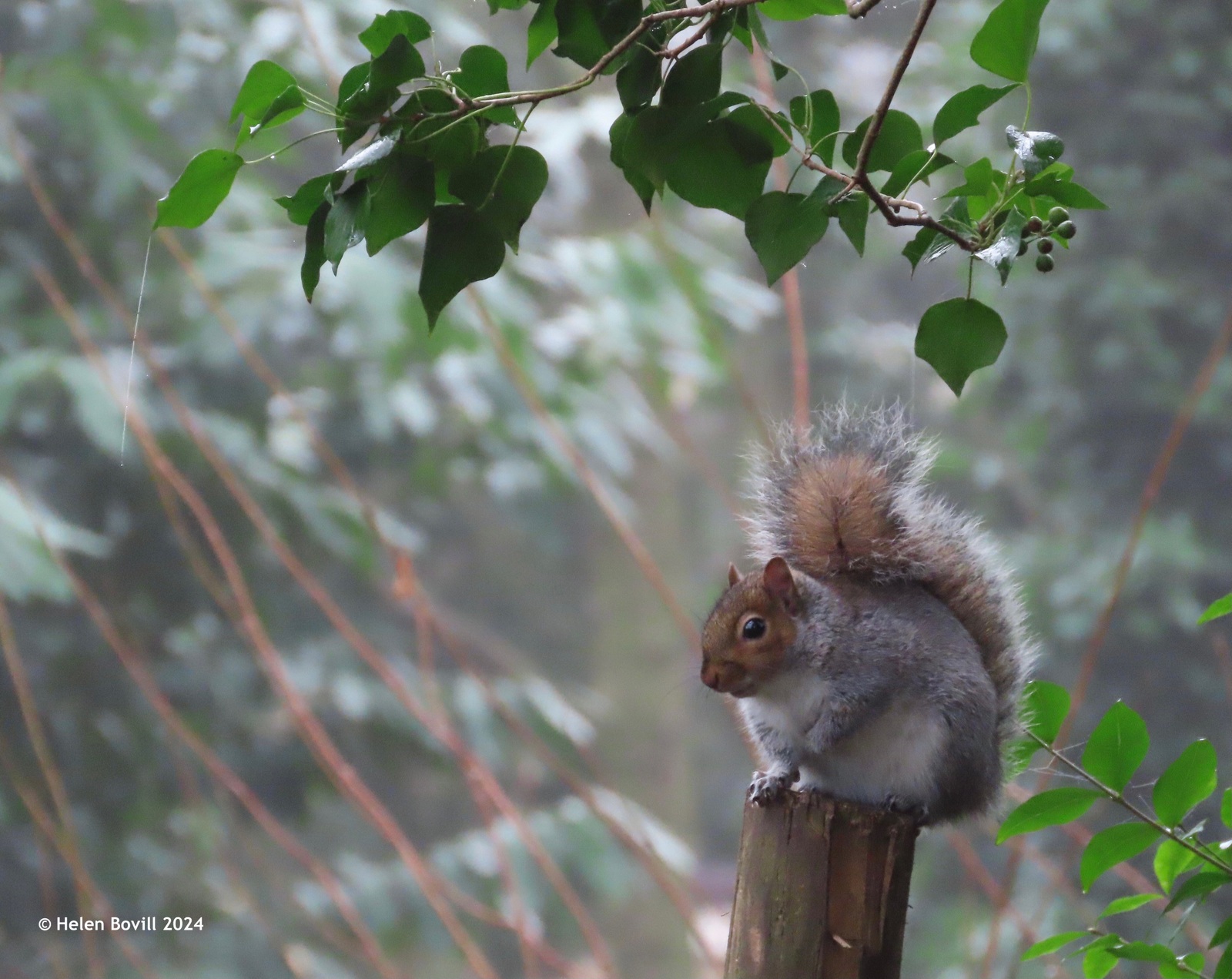 Squirrel on a fence post in the cemetery