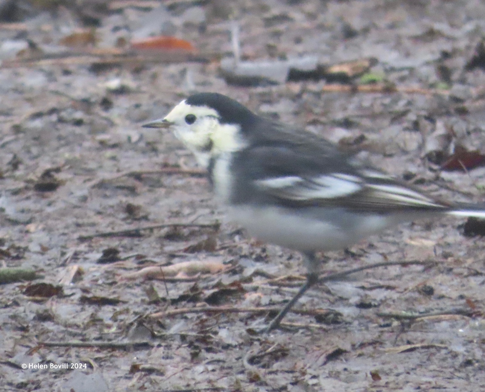 A Pied Wagtail on a path inside the cemetery