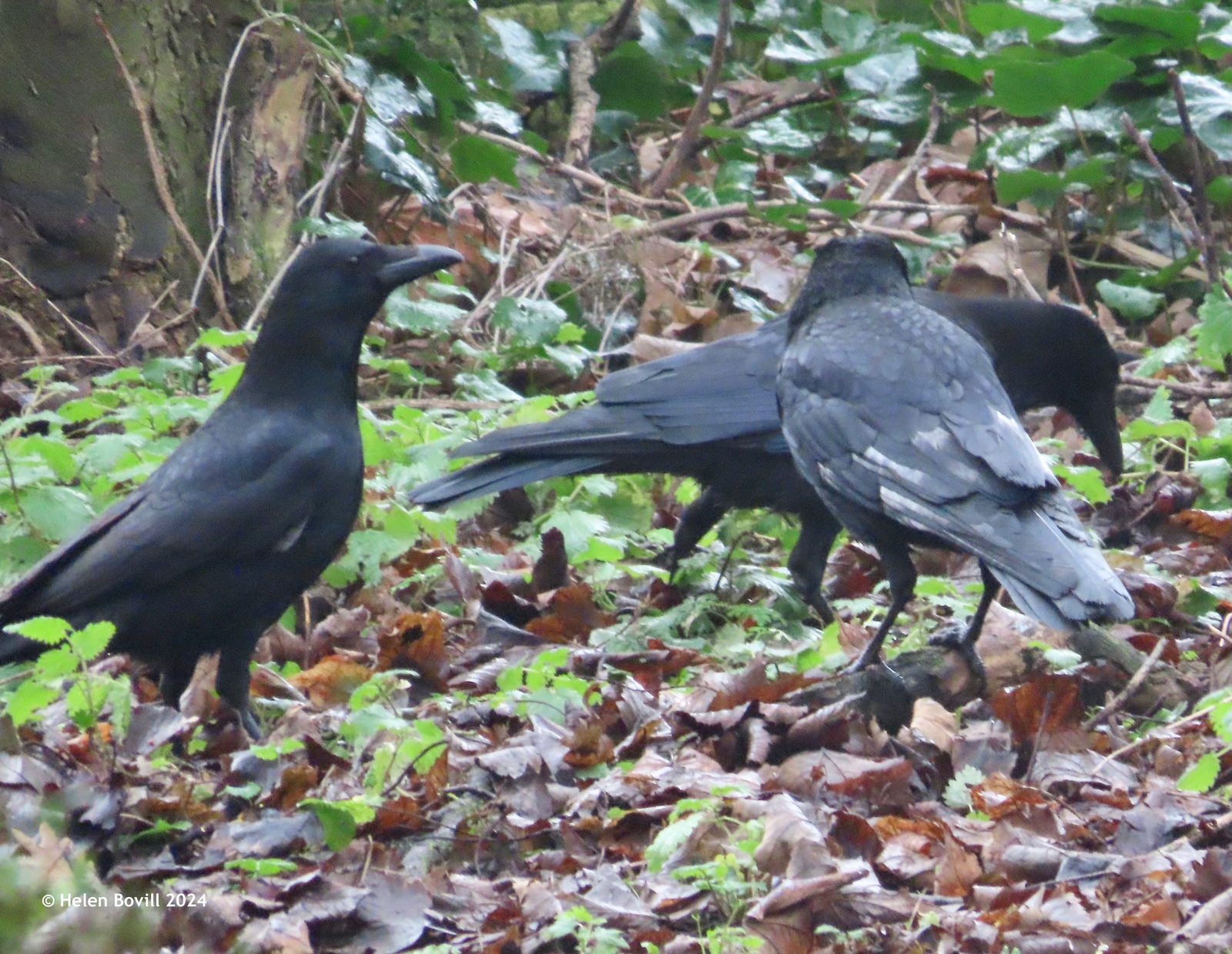 Three Carrion Crows amongst leaves