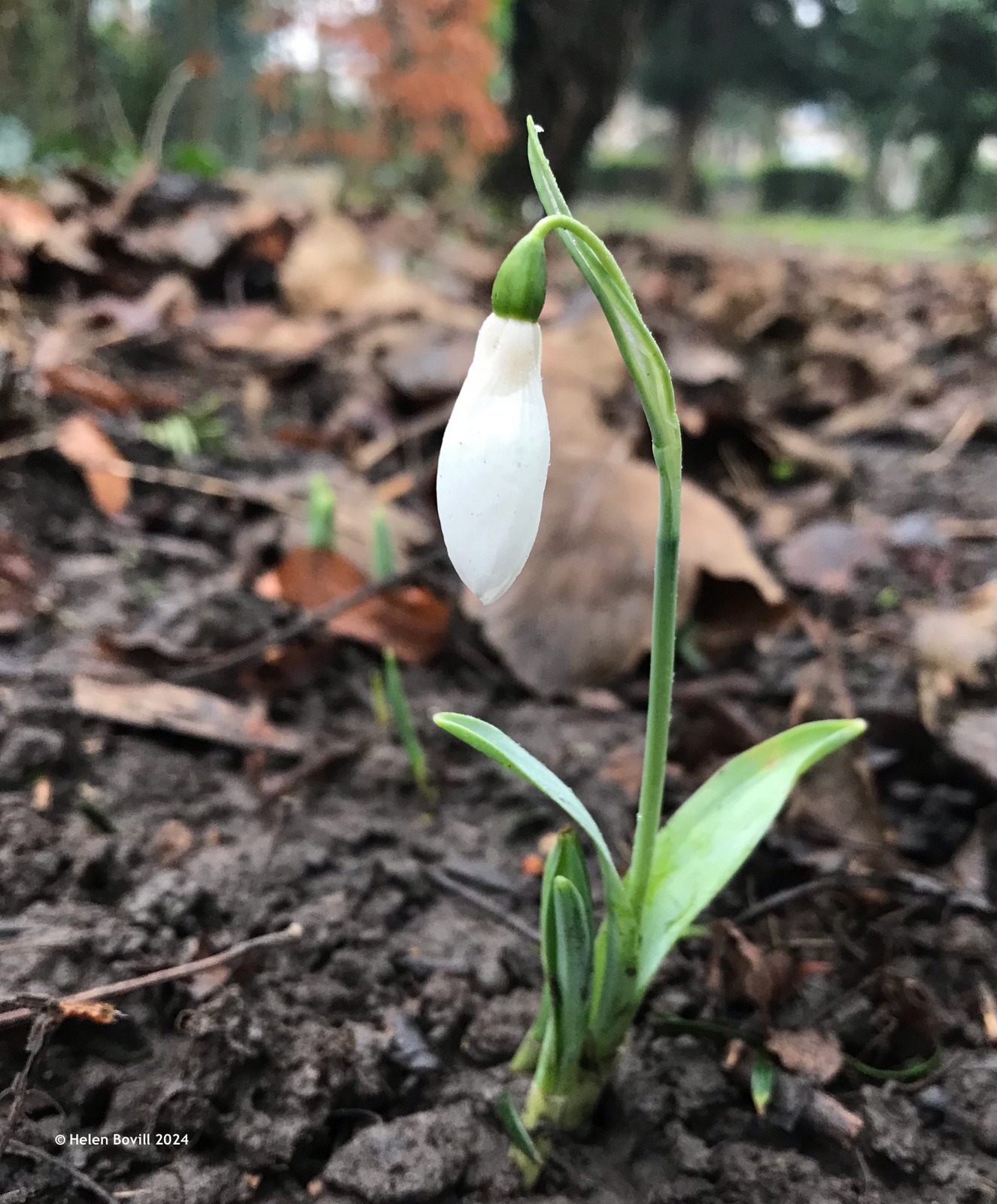 A snowdrop growing in the Quaker Burial Ground in the cemetery