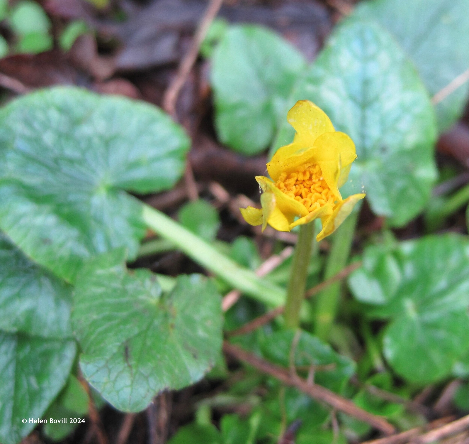 The yellow flower of a Lesser Celandine, growing on the verge alongside the cemetery