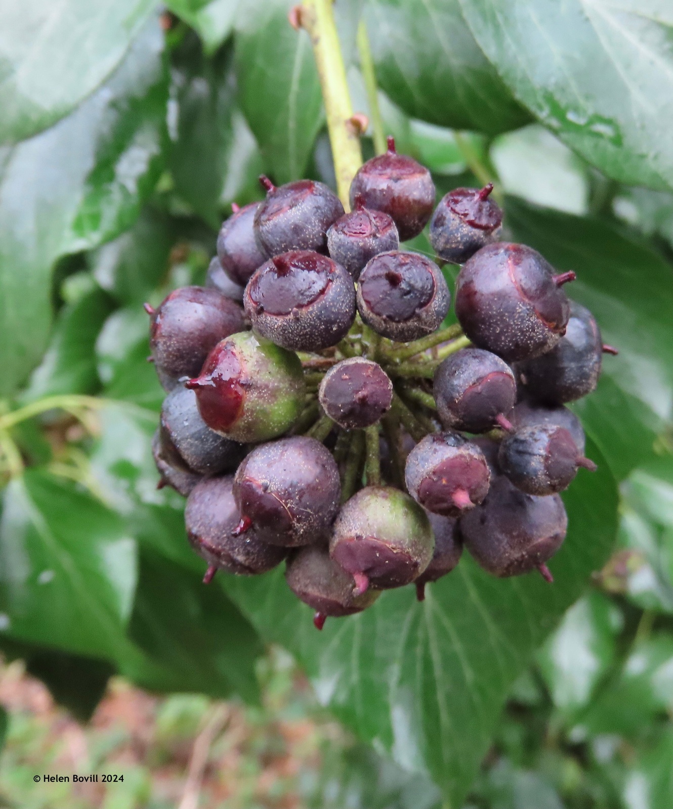 Ivy berries