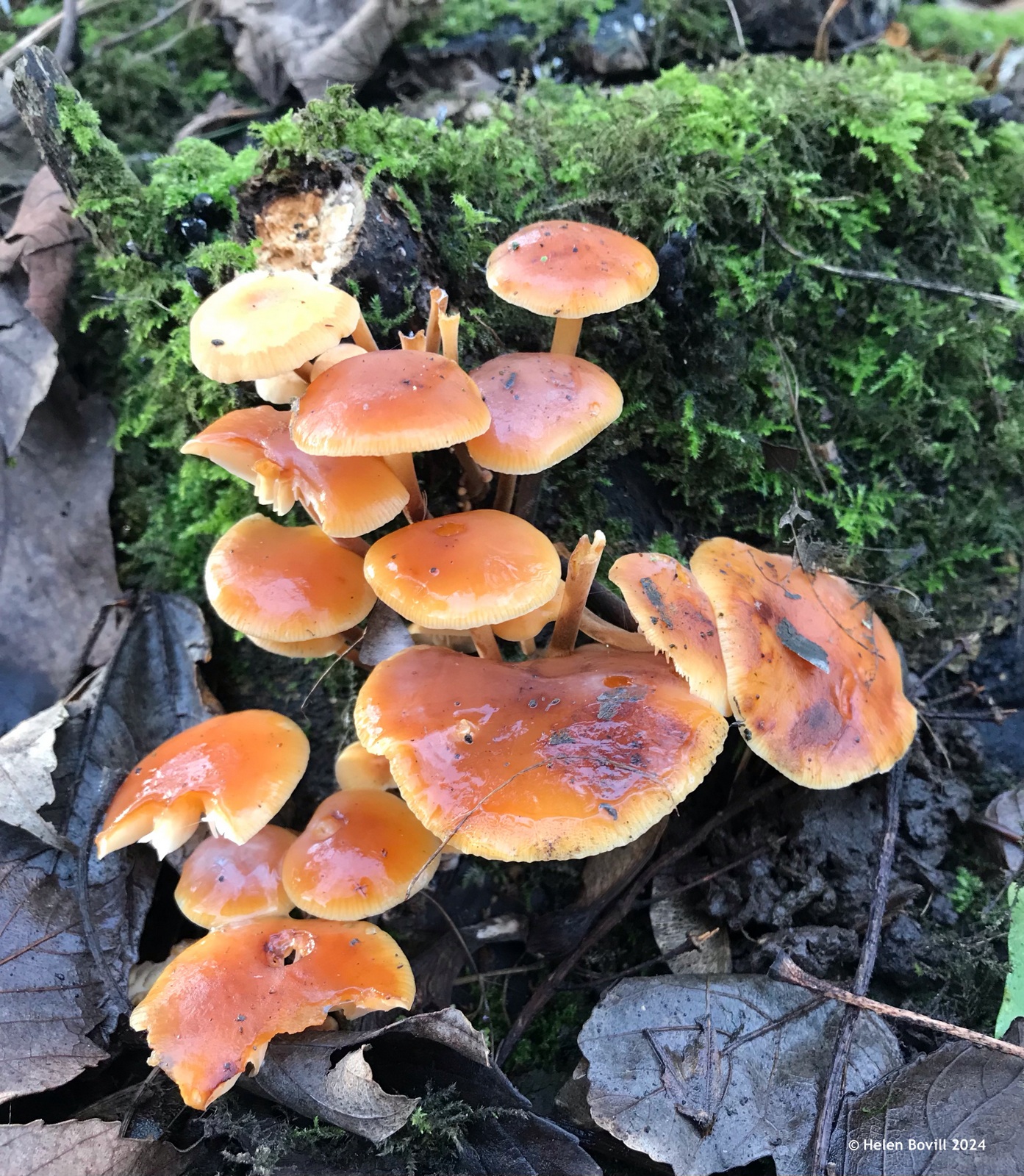 Velvet shank mushrooms on a mossy tree stump