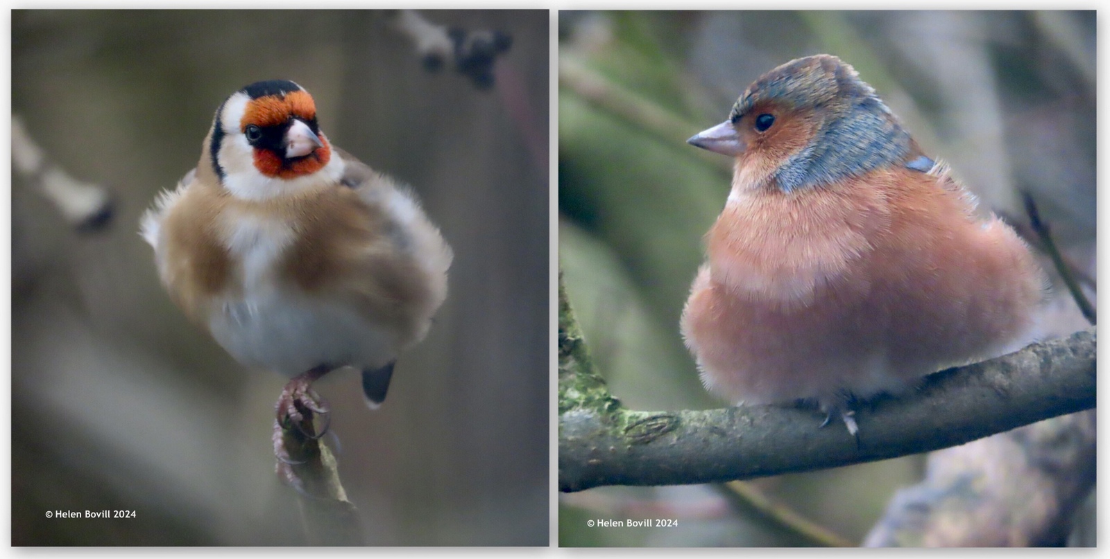 Two photos, one of a goldfinch and one of a chaffinch