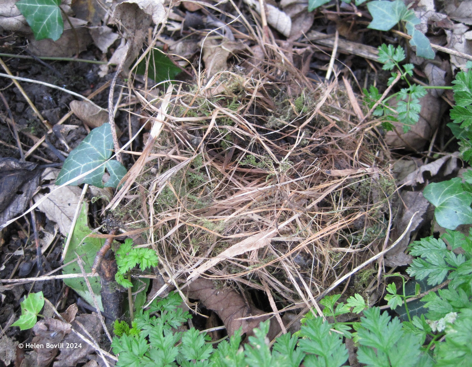 Nest made of natural materials in the cemetery