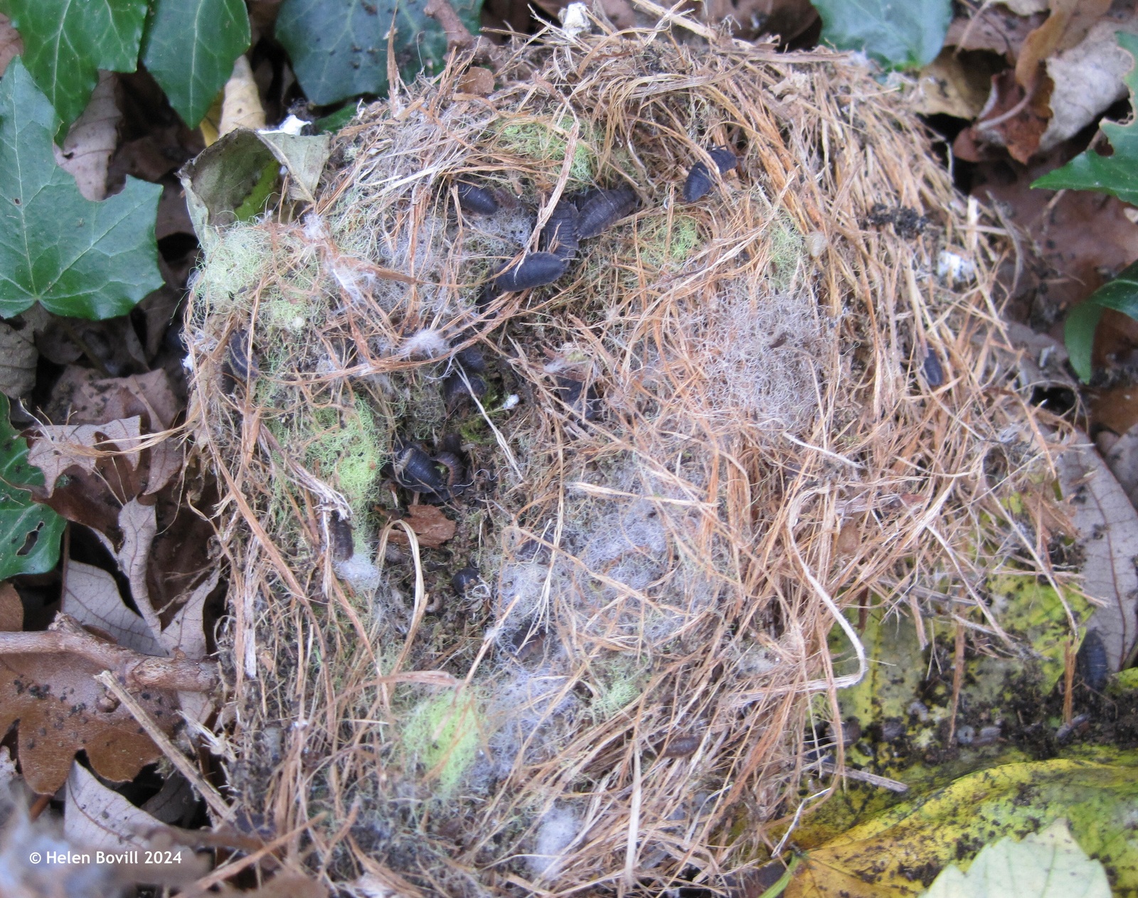 Bird nest with woodlice in it