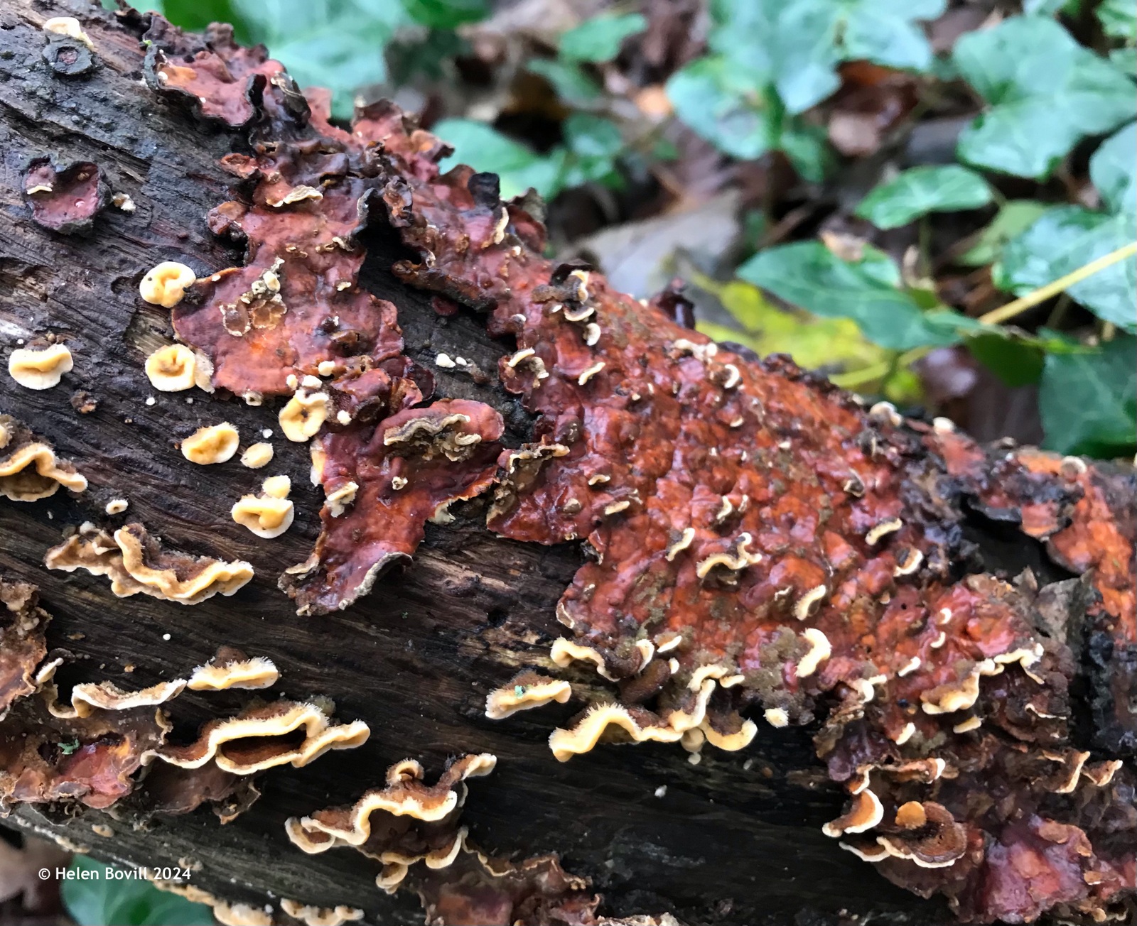 Brown and cream fungus, a type of Stereum, growing on a dead branch in the cemetery