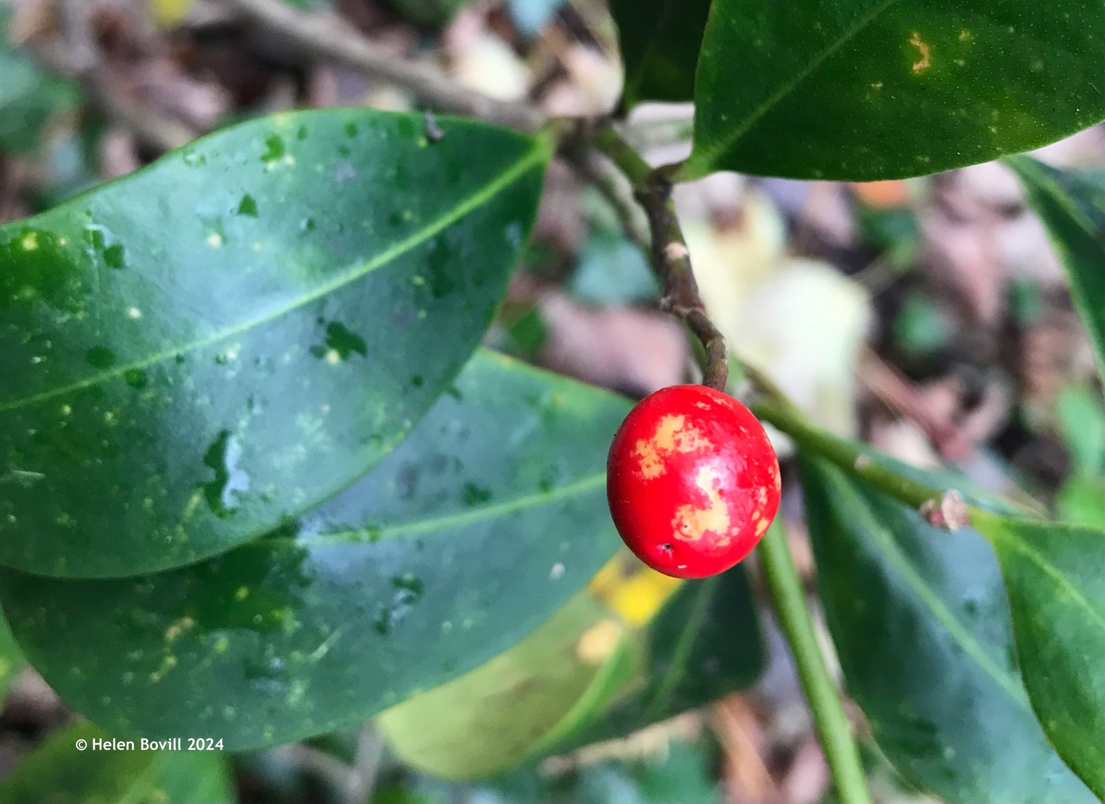 The bright red berry of a Japanese Skimmia