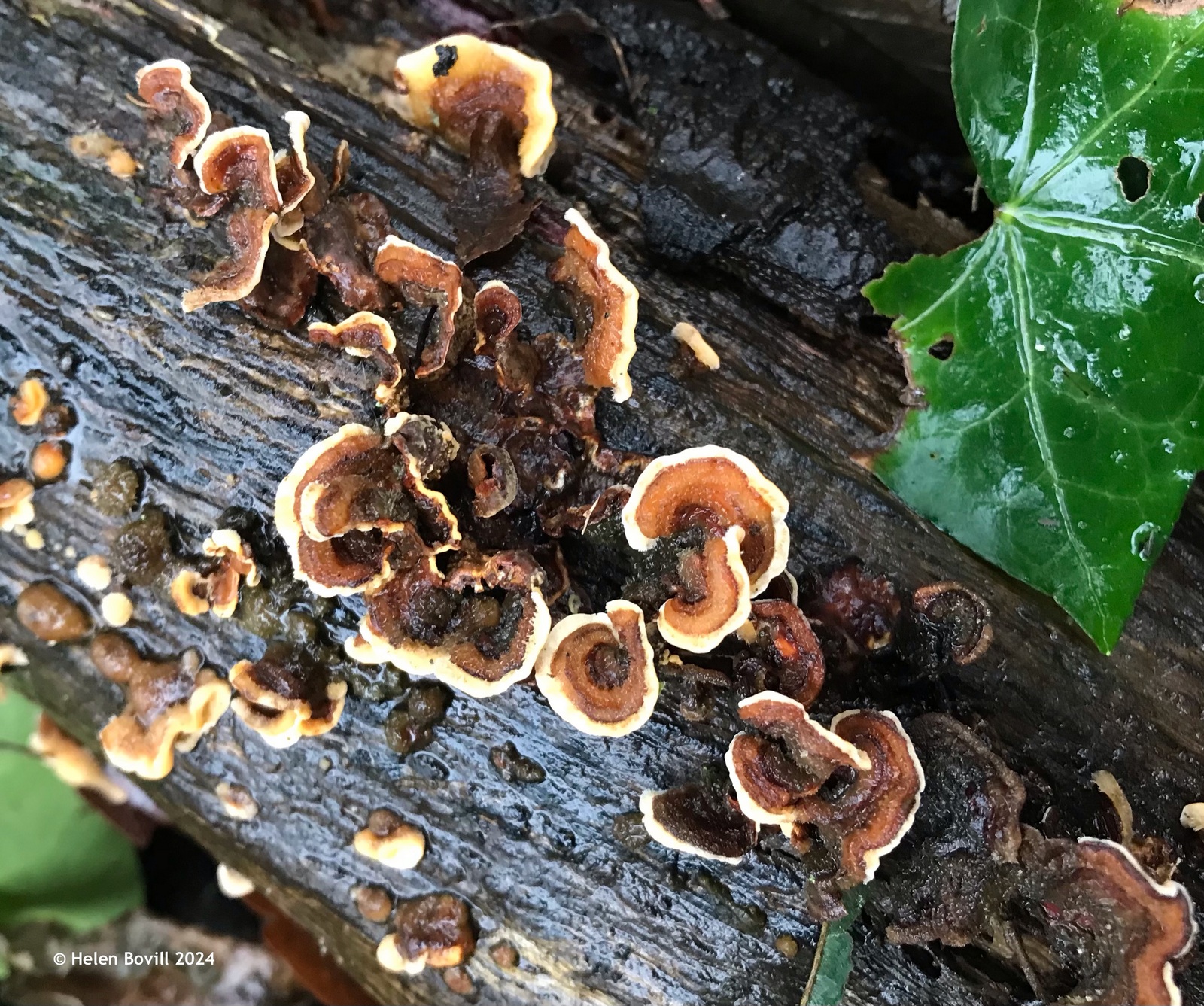 Brown and cream fungus, a type of Stereum, growing on a dead branch in the cemetery