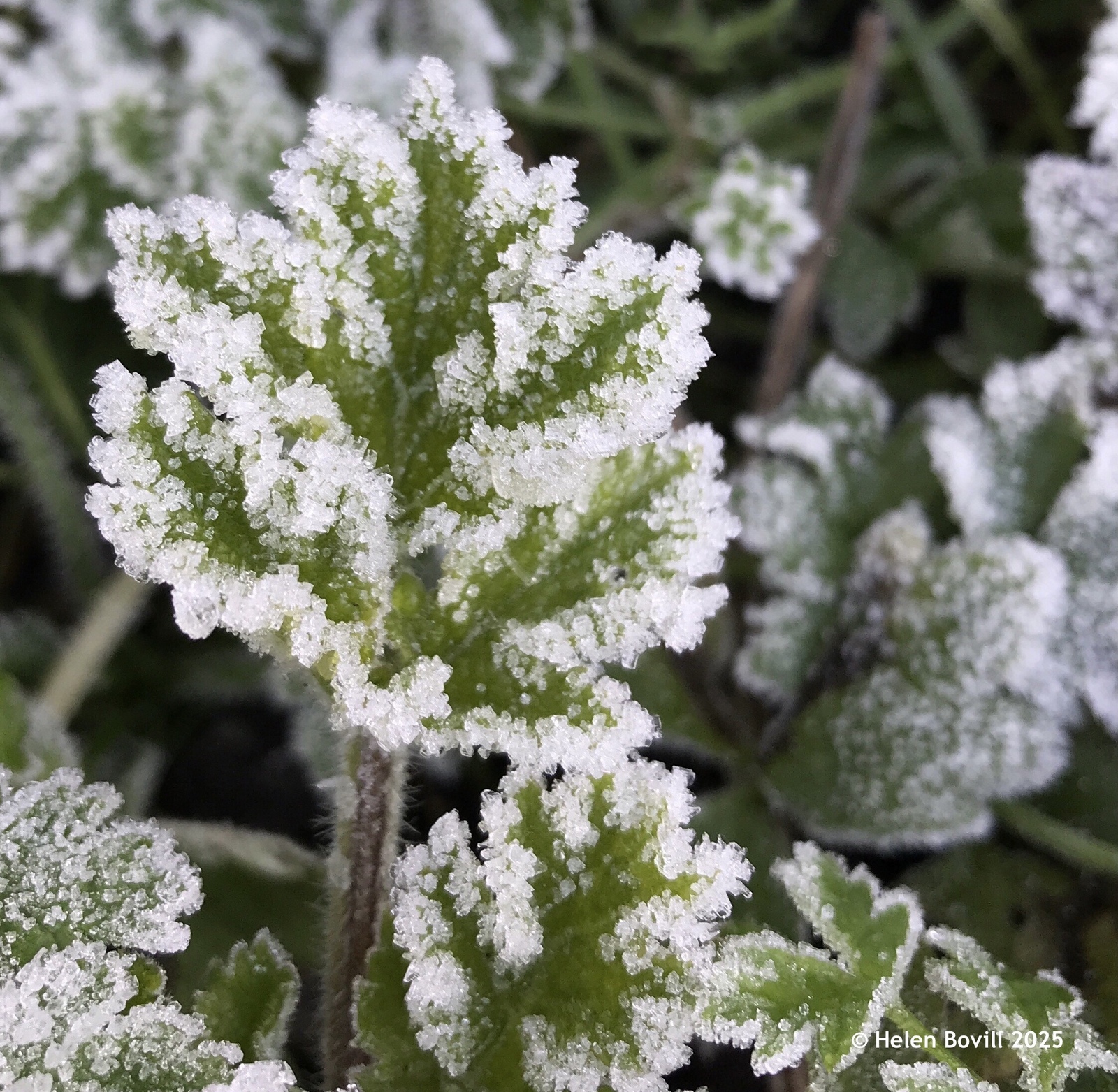 A frost covered green leaf 