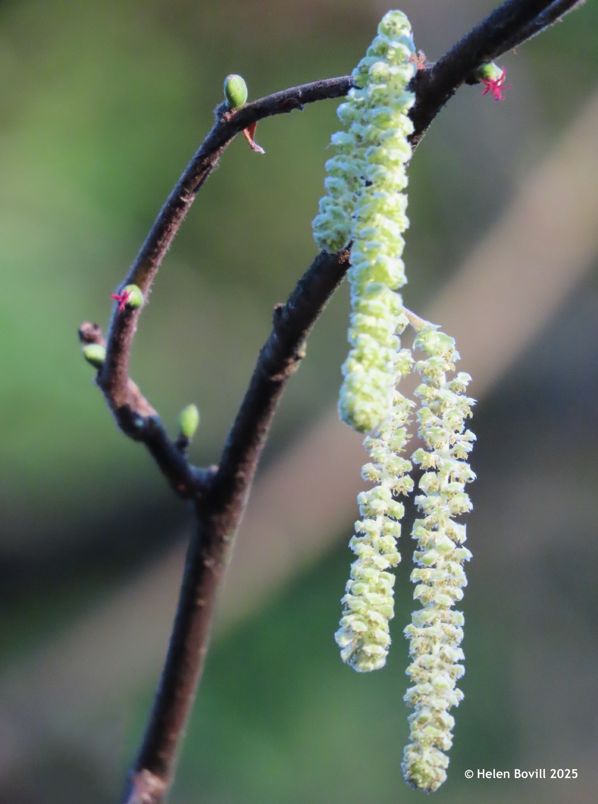 Hazel showing male flowers (catkins) and tiny red flowers