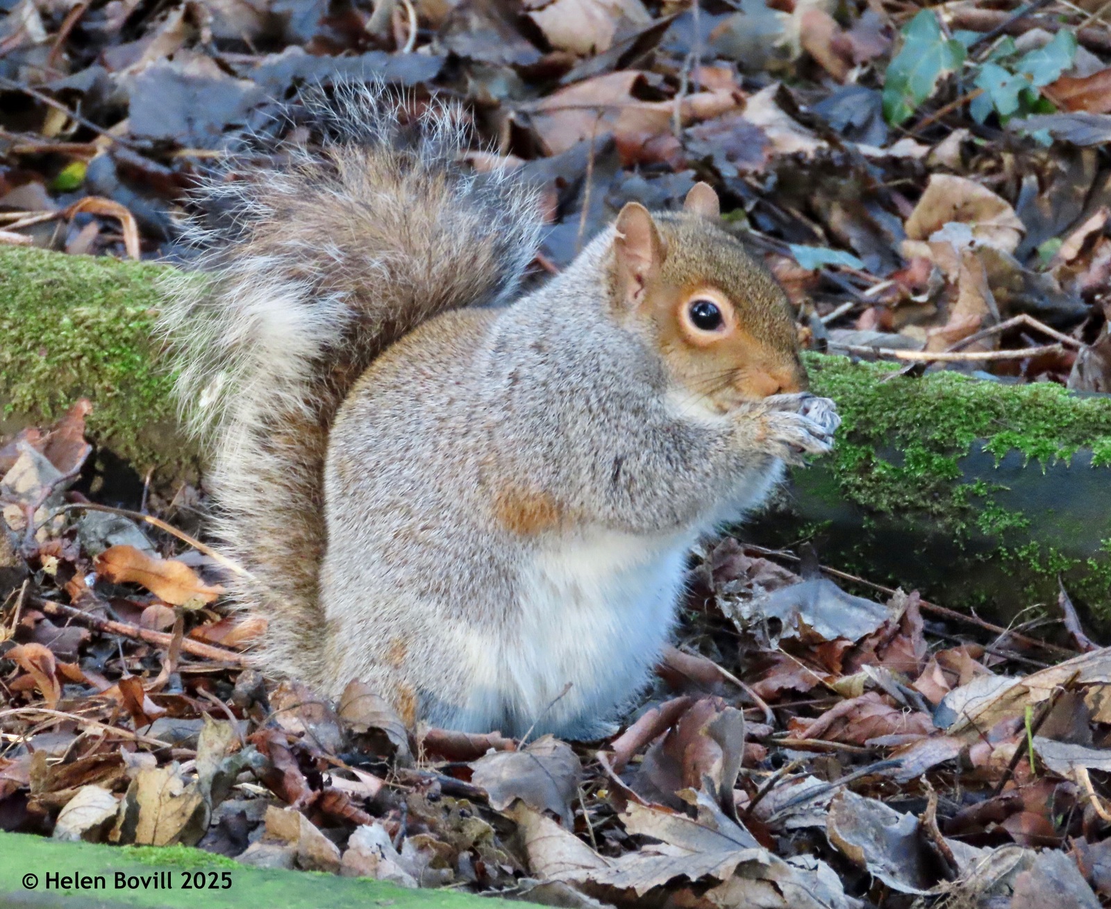 Squirrel having a snack in the Quaker Burial Ground