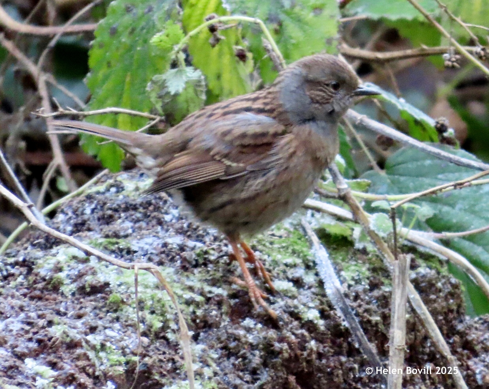 A Dunnock on a frosty log in the cemetery