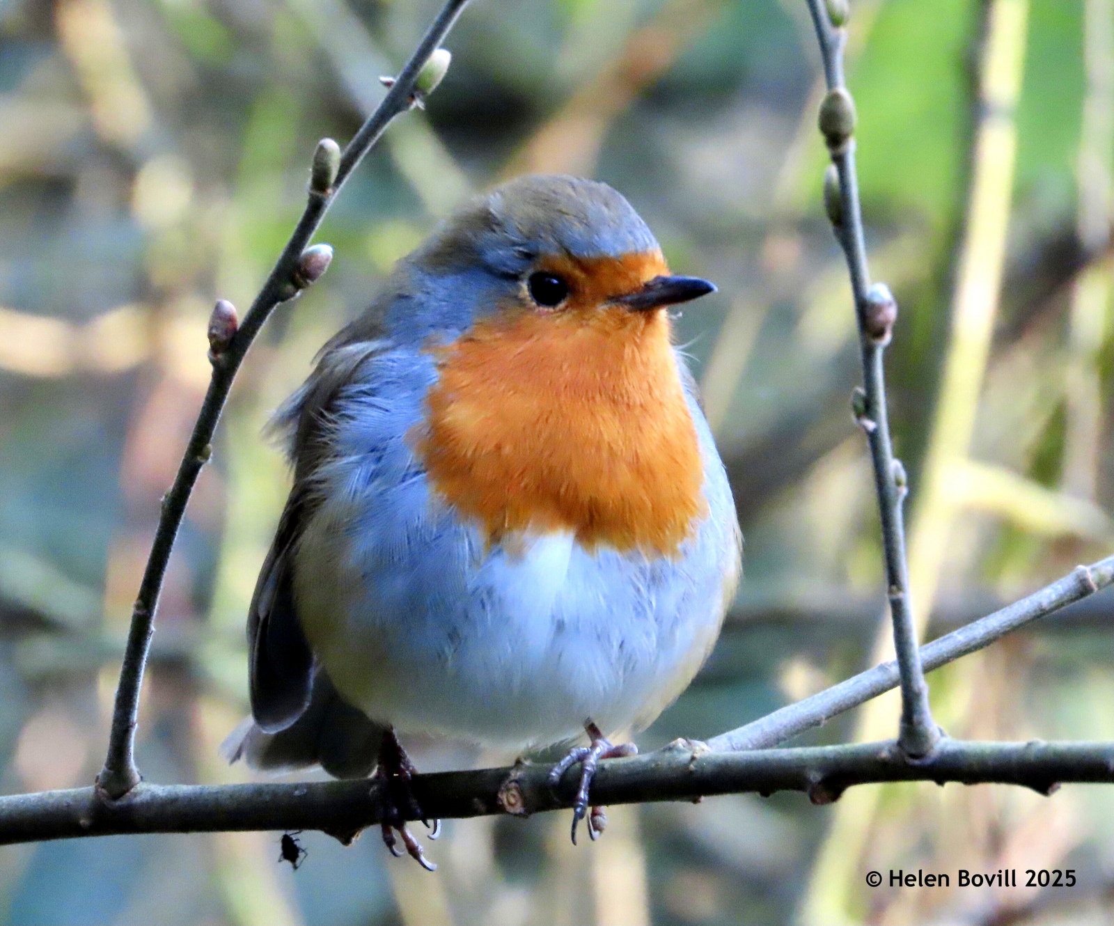 A Robin perched on a branch