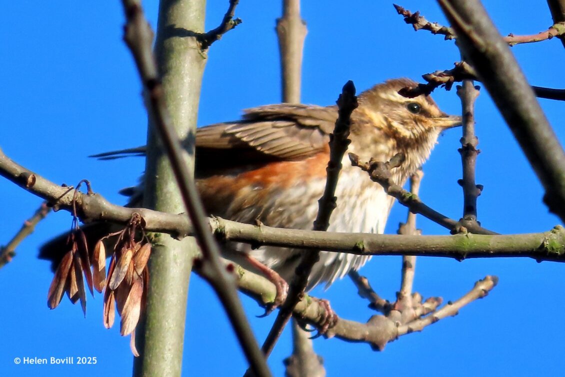 A Redwing in a tree in the cemetery, with a blue sky background