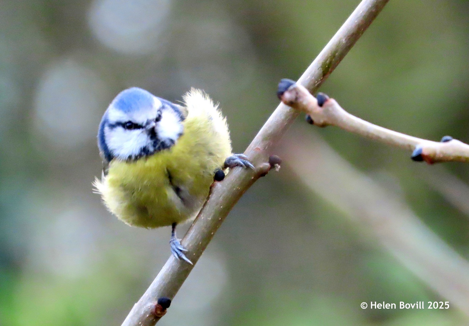 Blue tit on a branch