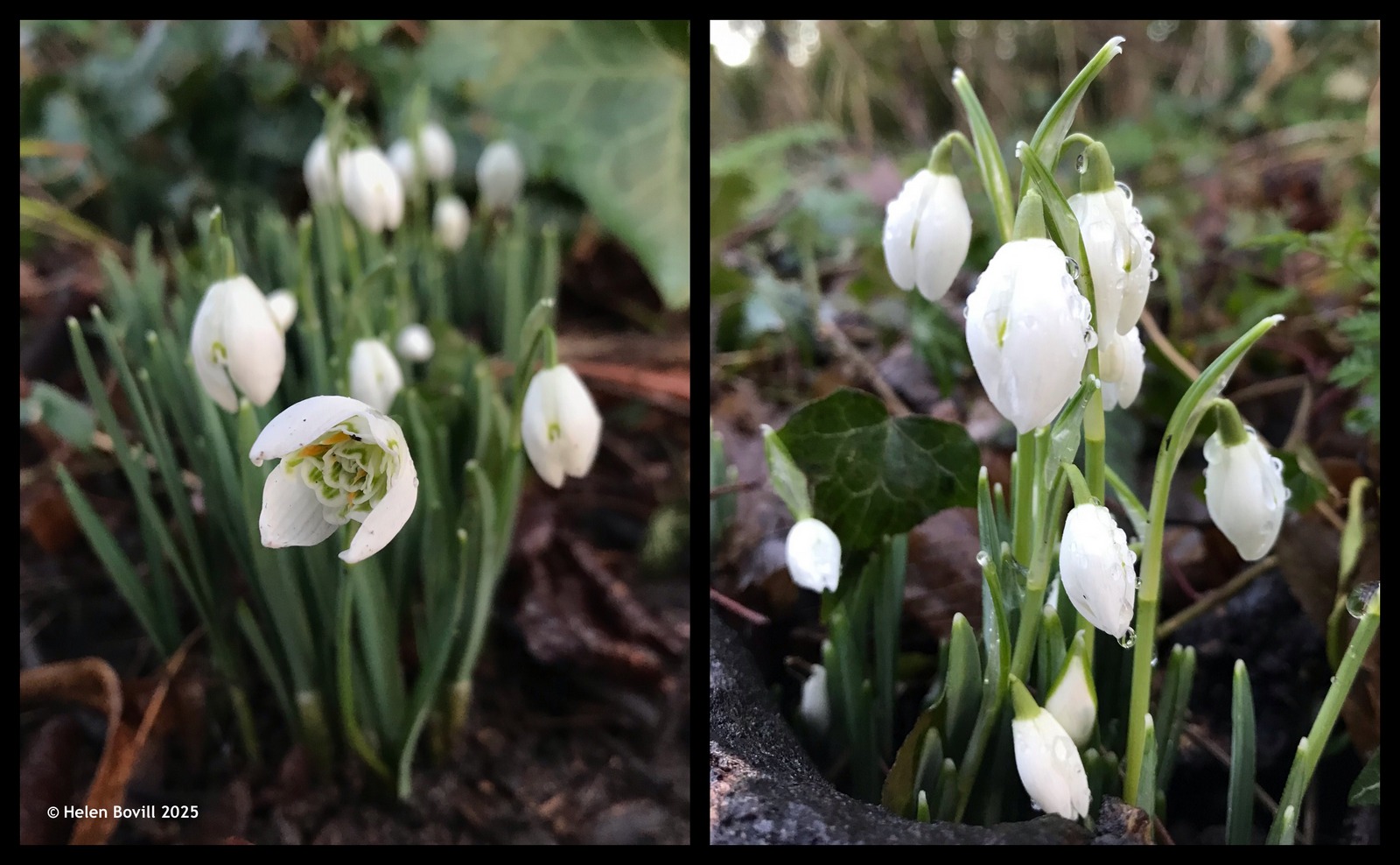 Two photos showing two different types of snowdrop growing in the cemetery