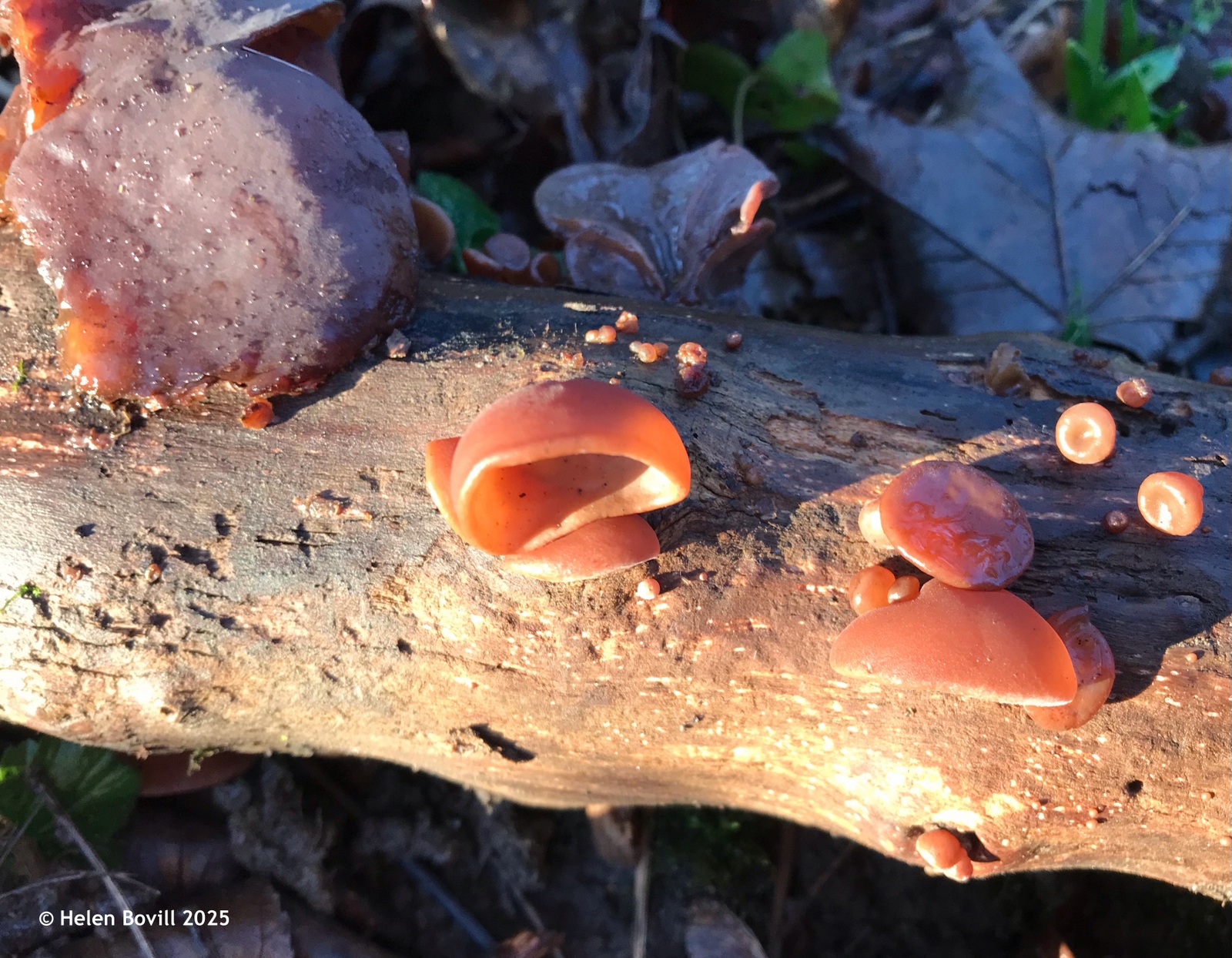 Some Jelly Ear fungi growing on a fallen branch in the cemetery