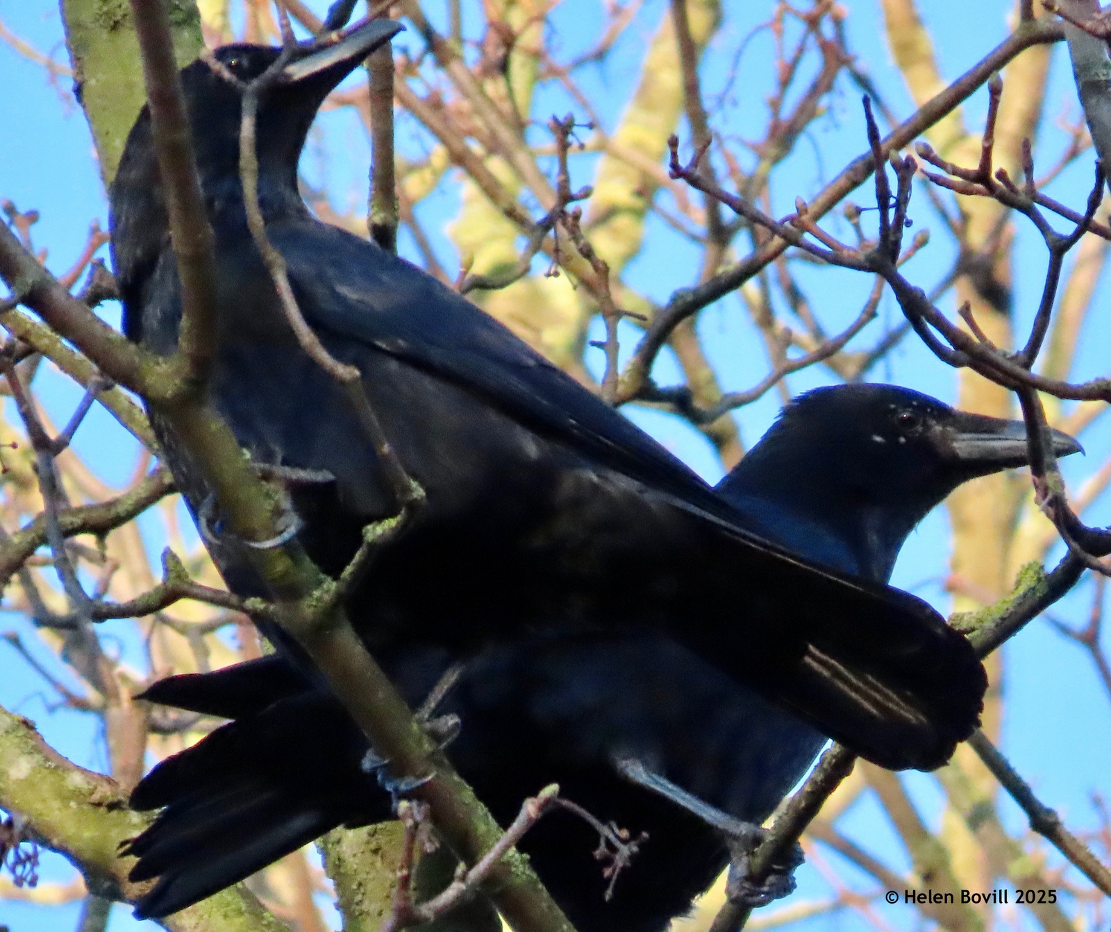 Two black Carrion Crows in a tree against a blue sky background