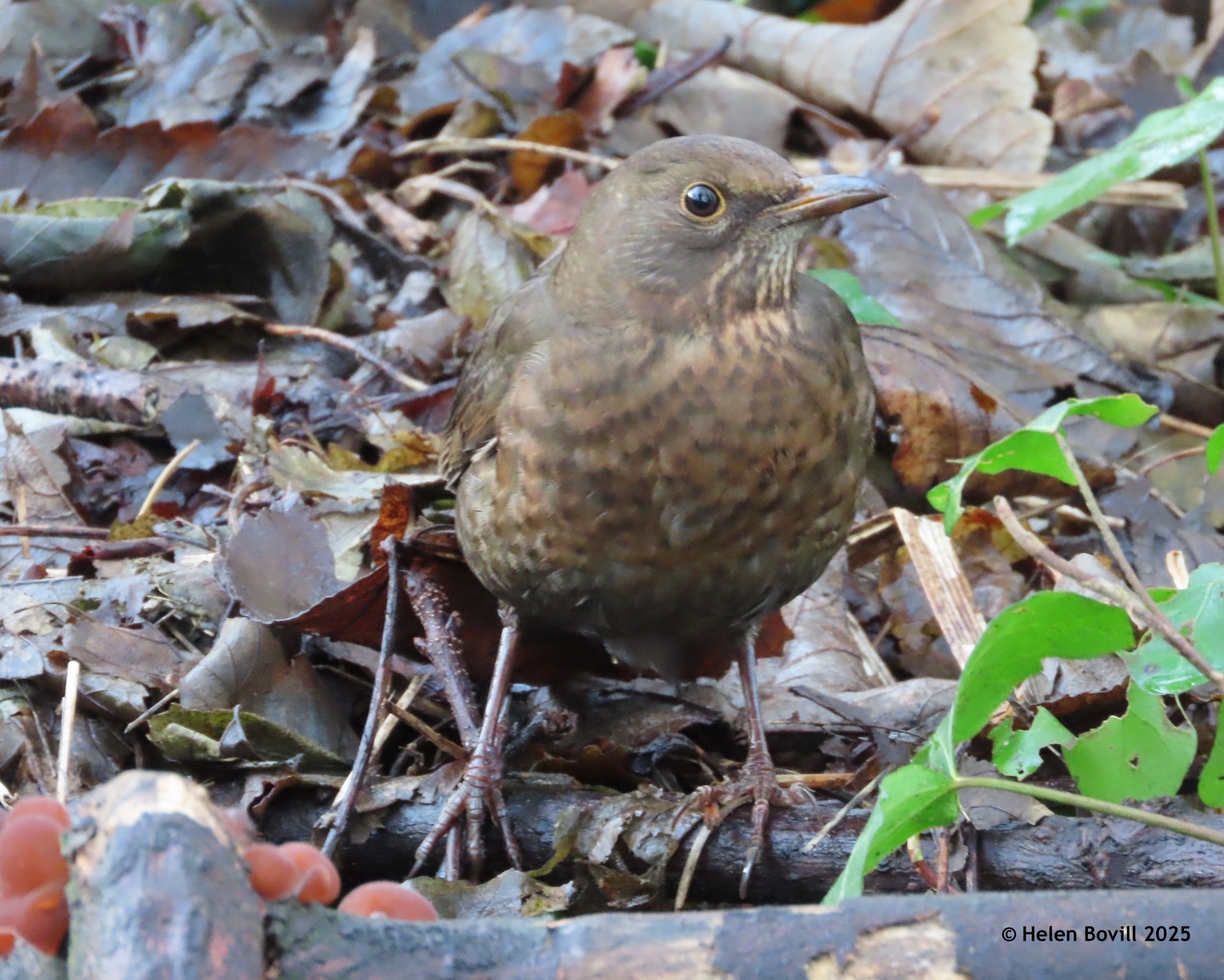 A female blackbird on the ground in the cemetery