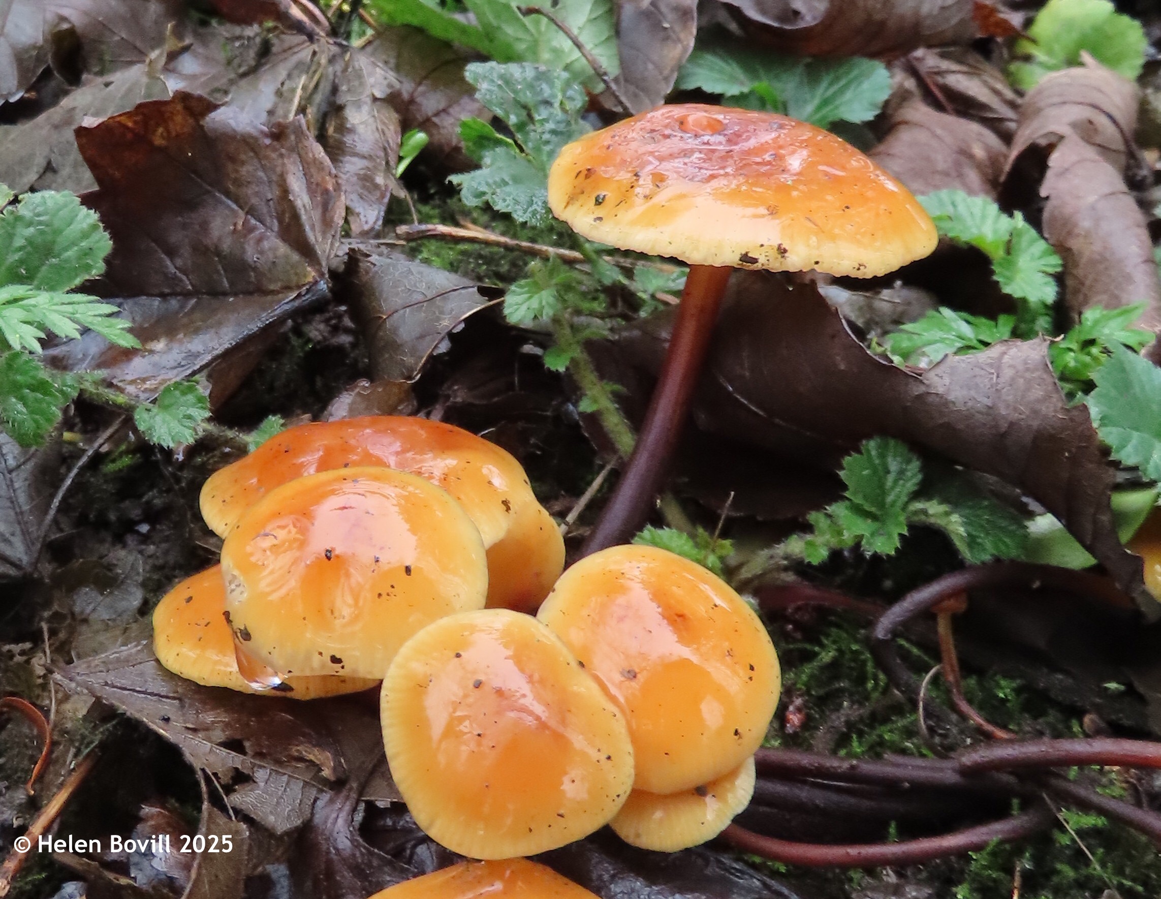 Shiny bright orange Velvet Shank mushrooms on the ground