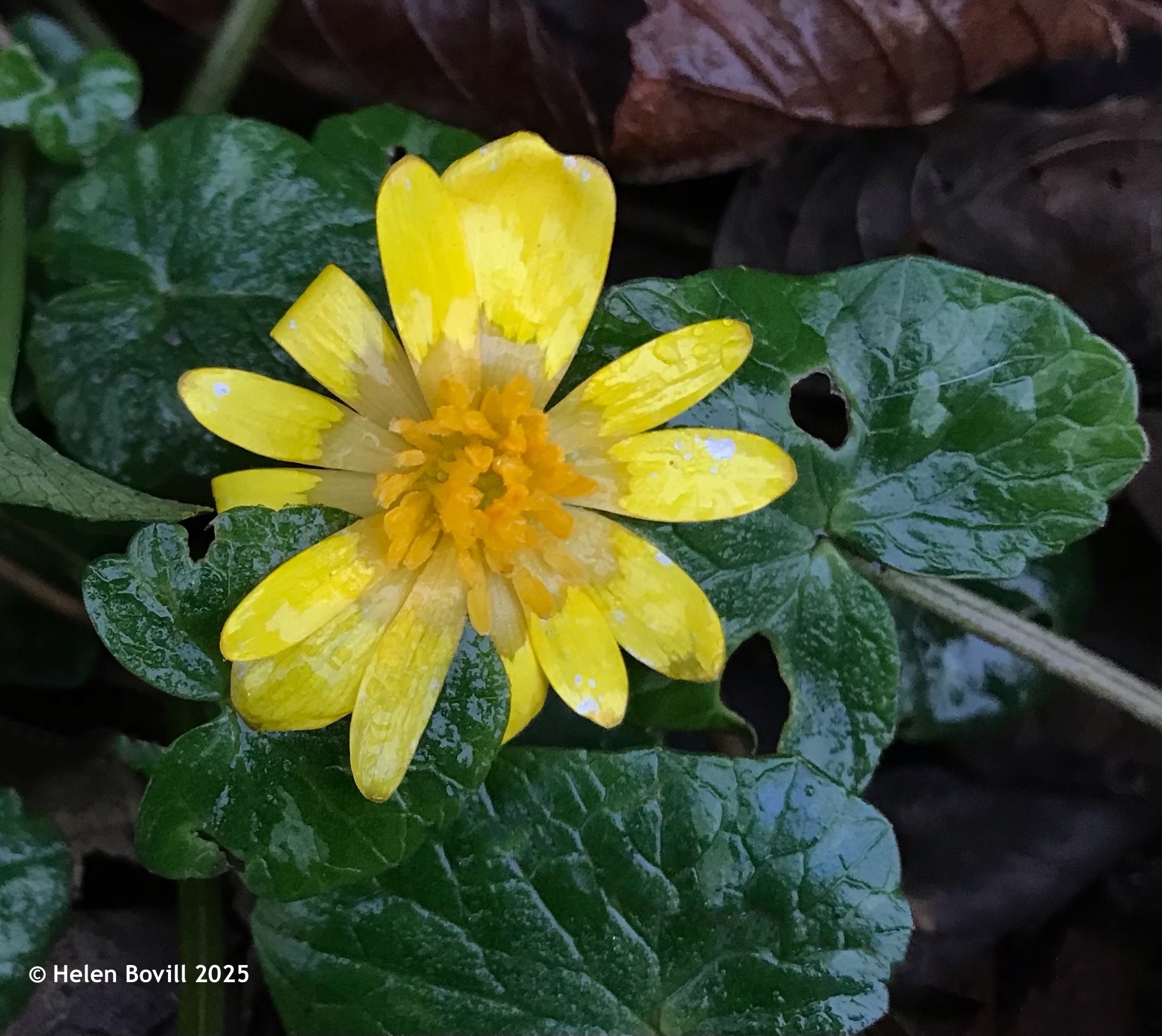 A bright yellow Lesser Celandine surrounded by its glossy green leaves