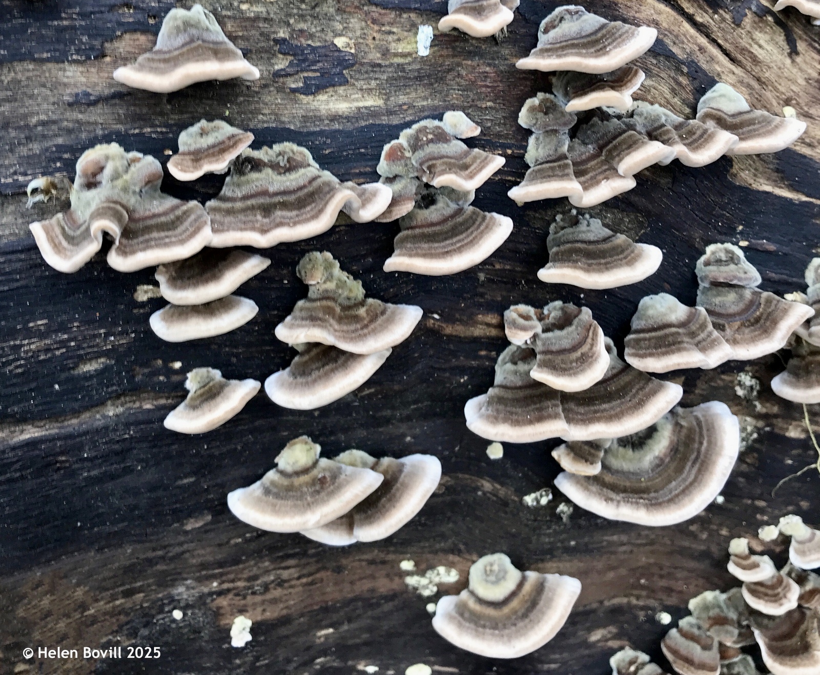 Frilly fungi known as Turkey Tail on a fallen branch in the cemetery