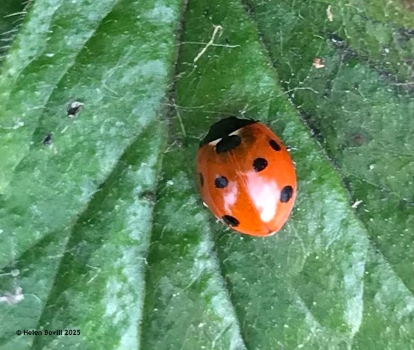 A 7-spot ladybird on a leaf