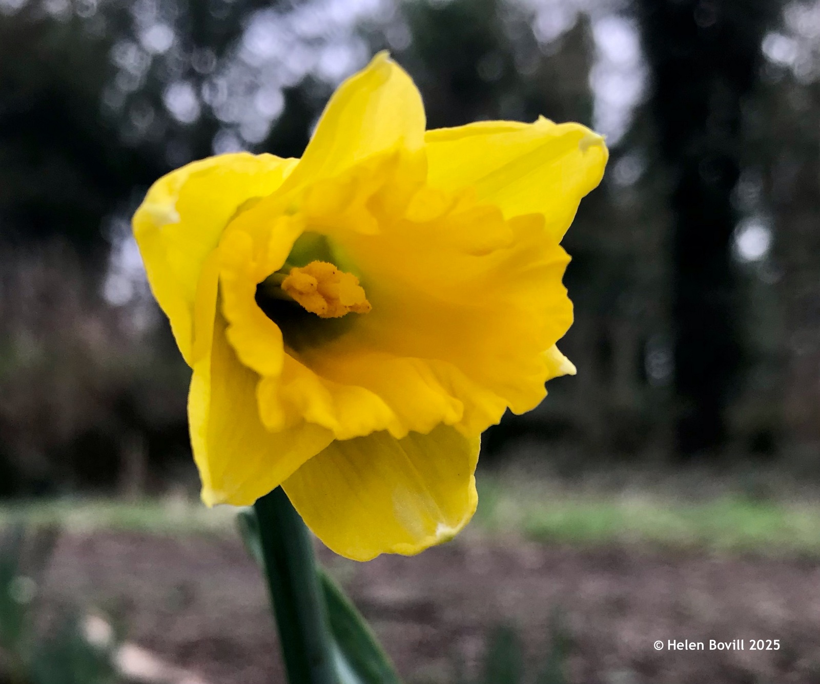 A single yellow daffodil in the cemetery