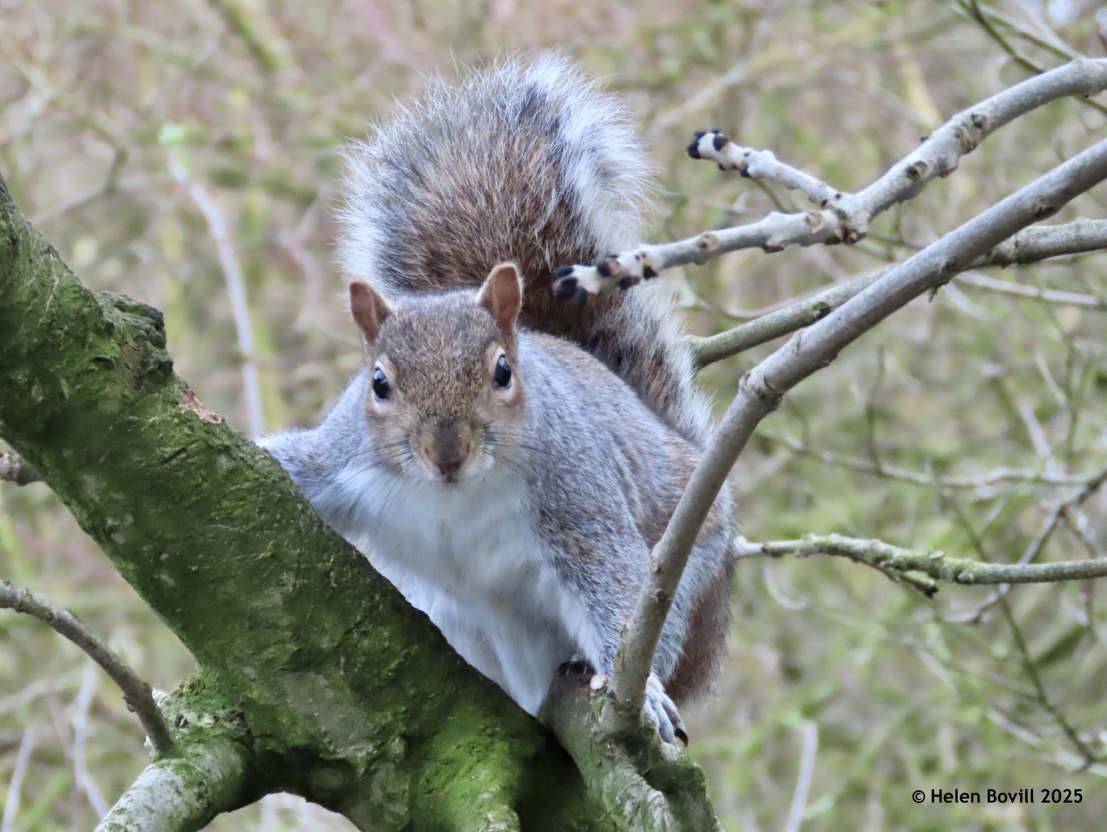 A squirrel in a tree in the cemetery