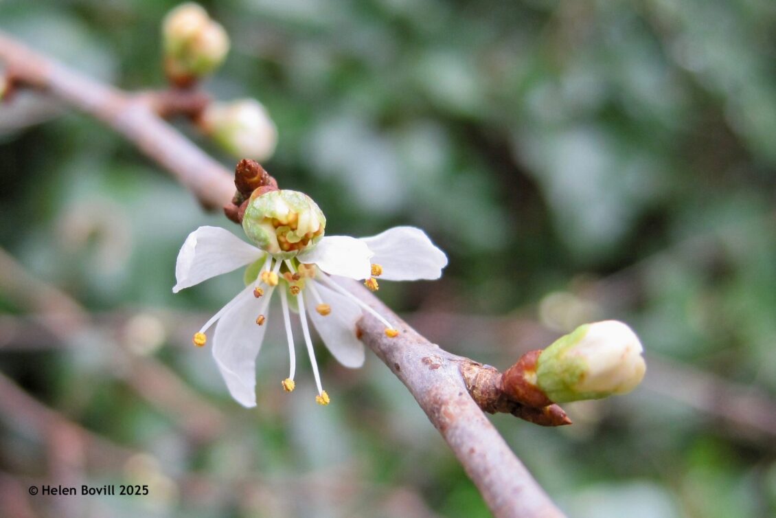 A small white blackthorn flower on a branch with unopened buds