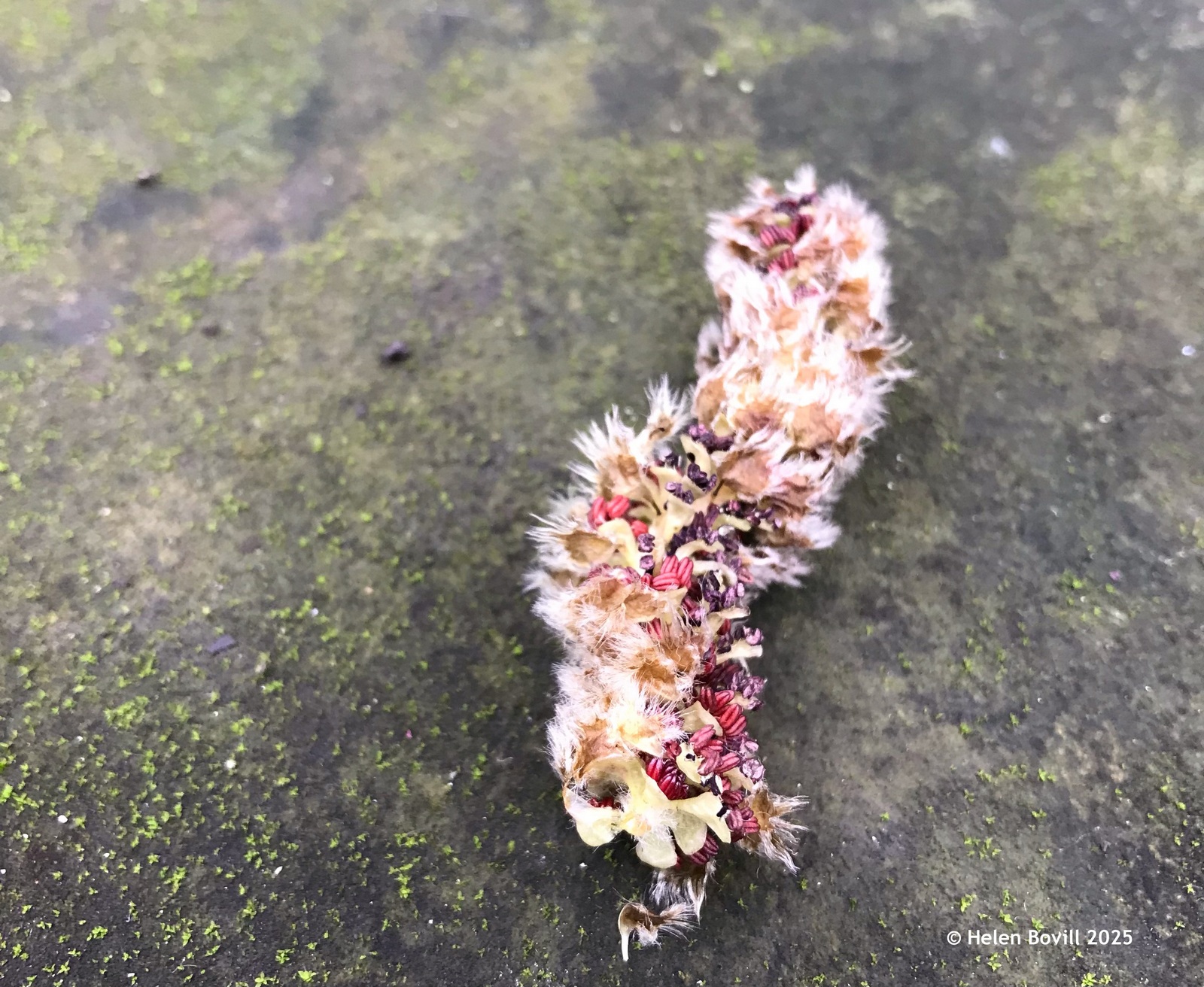 A fluffy White Poplar catkin with red seeds on top of a gravestone in the cemetery