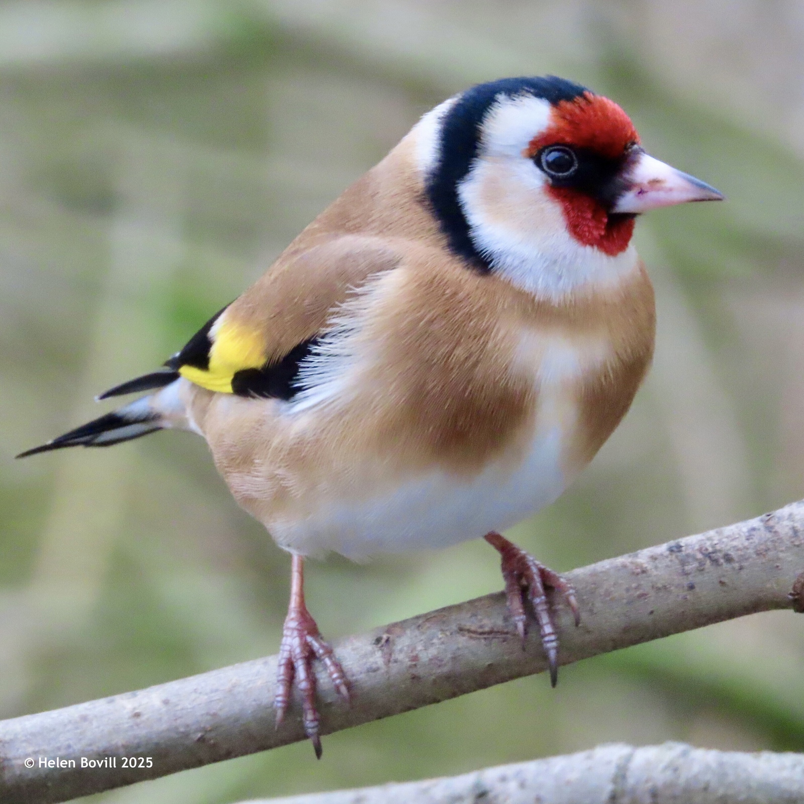 A Goldfinch on a branch