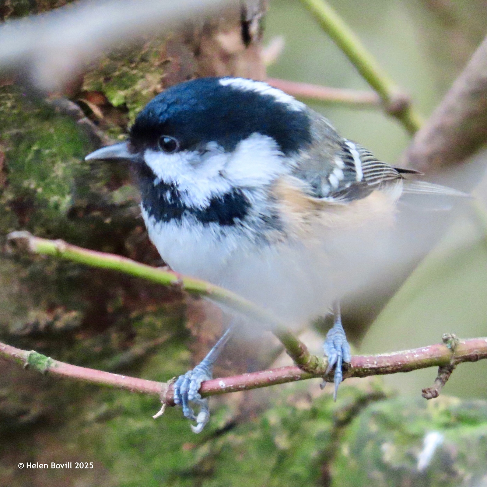 Coal Tit on a branch in the cemetery