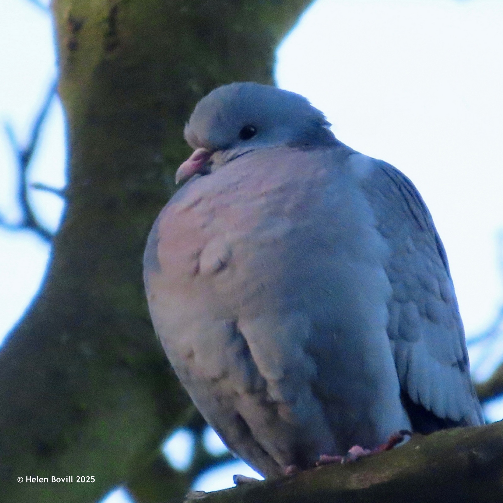 Stock Dove high up in a tree