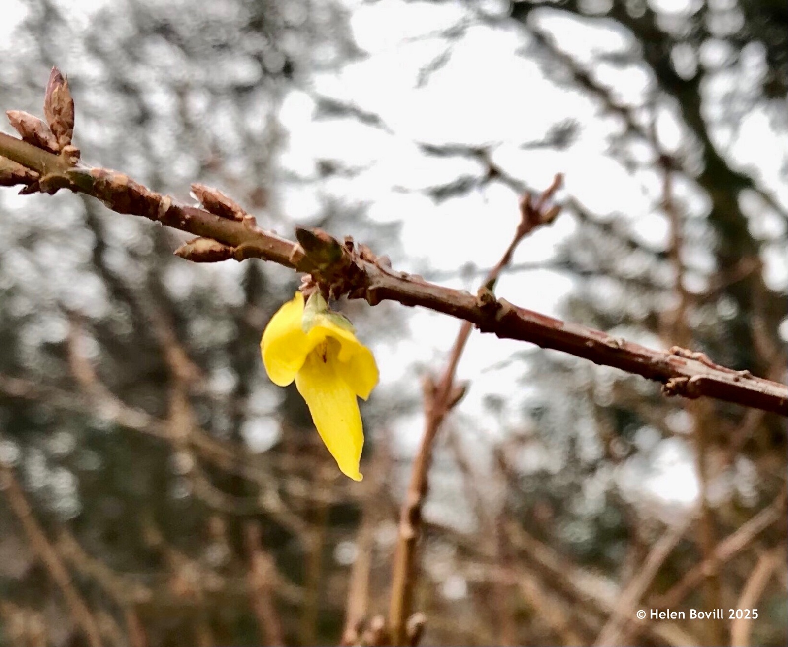 A lone yellow Forsythia flower on a branch